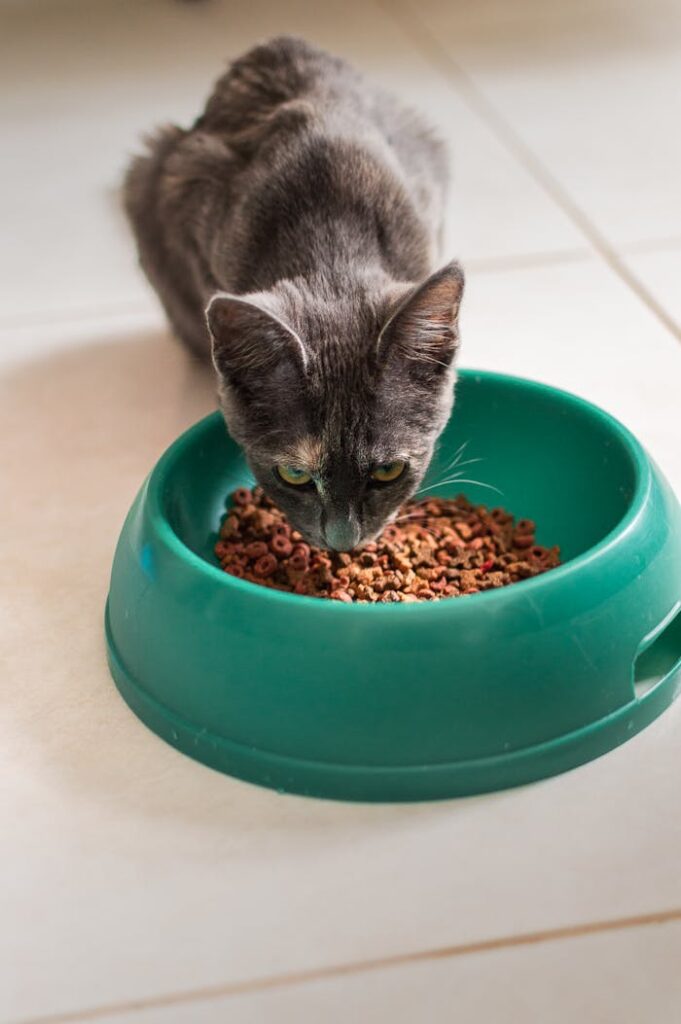 Cat with Food