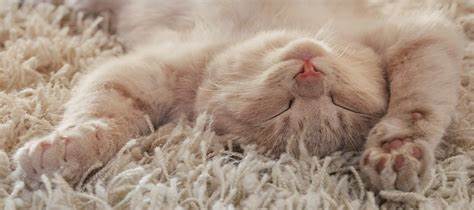 How To Keep Your Cat Cool In The  Summer?