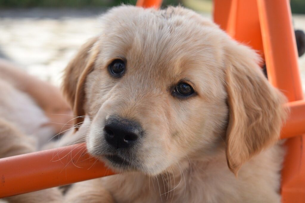 dog, puppy, golden retriever-8272860.jpg