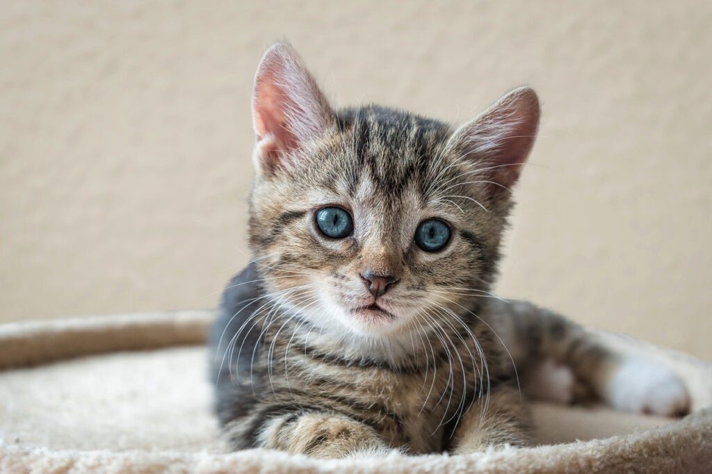 european shorthair, cat, kitten-8107433.jpg