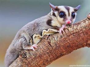 Want to know how to care for a Sugar Glider