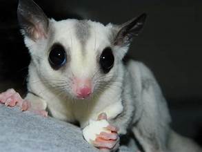 Secrets for a happy, healthy Sugar Glider