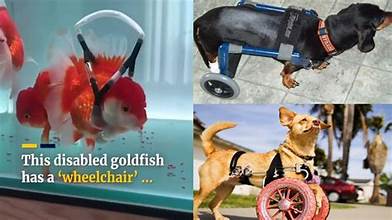 Best Way To Care For Special Needs Pets
