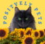 Positvley Pets